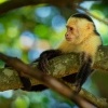 Malpa kapucinska - Cebus capucinus - White-headed Capuchin o6078